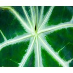 Green Leaf Macro Detail Deluxe Canvas 14  x 11  14  x 11  x 1.5  Stretched Canvas