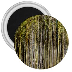 Bamboo Trees Background 3  Magnets by Nexatart