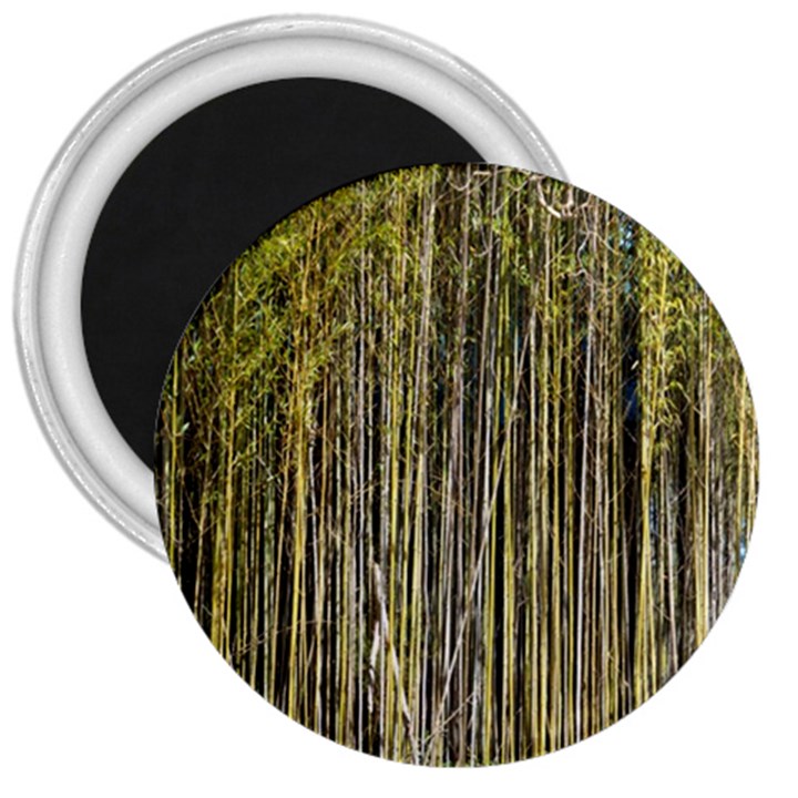 Bamboo Trees Background 3  Magnets