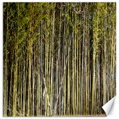 Bamboo Trees Background Canvas 12  X 12   by Nexatart