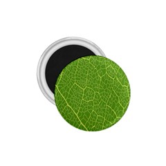 Green Leaf Line 1 75  Magnets by Mariart