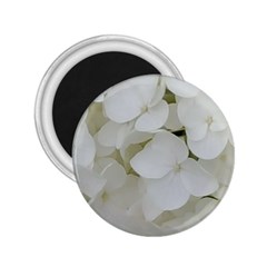 Hydrangea Flowers Blossom White Floral Photography Elegant Bridal Chic  2 25  Magnets by yoursparklingshop