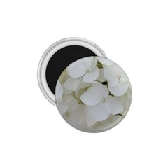 Hydrangea Flowers Blossom White Floral Photography Elegant Bridal Chic  1 75  Magnets by yoursparklingshop