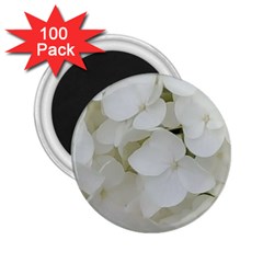 Hydrangea Flowers Blossom White Floral Photography Elegant Bridal Chic  2 25  Magnets (100 Pack)  by yoursparklingshop