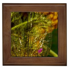 Dragonfly Dragonfly Wing Insect Framed Tiles by Nexatart