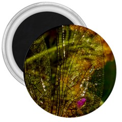 Dragonfly Dragonfly Wing Insect 3  Magnets by Nexatart