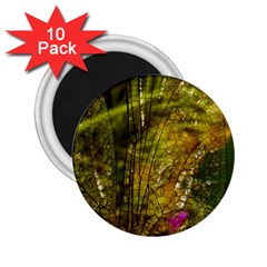 Dragonfly Dragonfly Wing Insect 2 25  Magnets (10 Pack) 