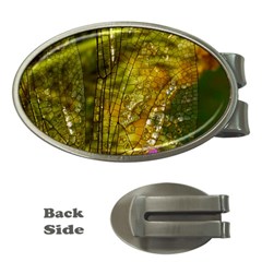 Dragonfly Dragonfly Wing Insect Money Clips (oval)  by Nexatart