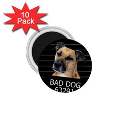 Bed dog 1.75  Magnets (10 pack) 