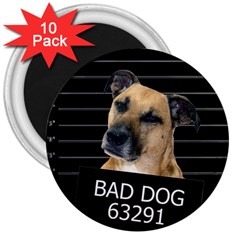 Bed dog 3  Magnets (10 pack) 