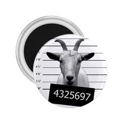 Criminal Goat  2 25  Magnets by Valentinaart