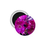 Pretty In Fuchsia 1.75  Magnets Front