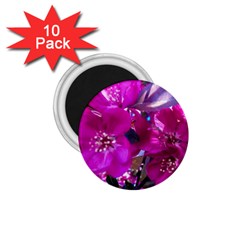 Pretty In Fuchsia 1 75  Magnets (10 Pack) 