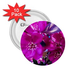 Pretty In Fuchsia 2 25  Buttons (10 Pack) 