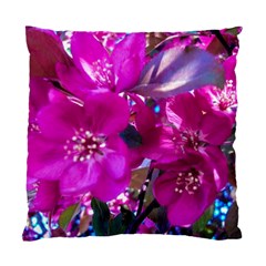 Pretty In Fuchsia Standard Cushion Case (one Side) by dawnsiegler