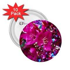 Pretty In Fuchsia 2 2 25  Buttons (10 Pack)  by dawnsiegler