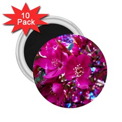 Pretty In Fuchsia 2 2 25  Magnets (10 Pack)  by dawnsiegler