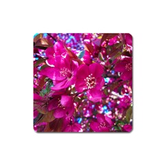 Pretty In Fuchsia 2 Square Magnet by dawnsiegler