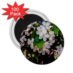 Tree Blossoms 2 25  Magnets (100 Pack)  by dawnsiegler