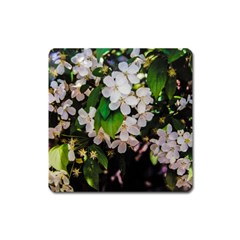 Tree Blossoms Square Magnet by dawnsiegler