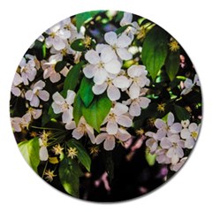 Tree Blossoms Magnet 5  (round) by dawnsiegler