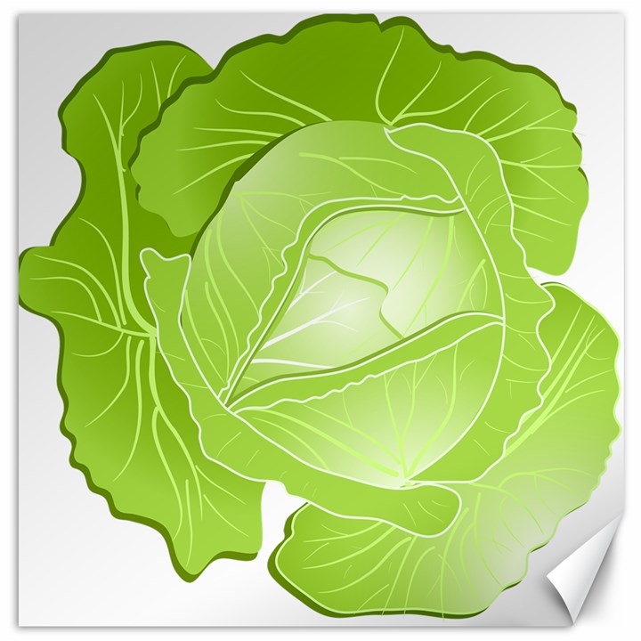 Cabbage Leaf Vegetable Green Canvas 12  x 12  