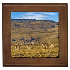 Group Of Vicunas At Patagonian Landscape, Argentina Framed Tiles by dflcprints