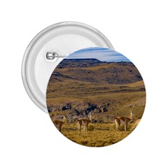 Group Of Vicunas At Patagonian Landscape, Argentina 2 25  Buttons by dflcprints