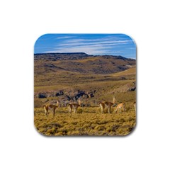 Group Of Vicunas At Patagonian Landscape, Argentina Rubber Square Coaster (4 Pack)  by dflcprints