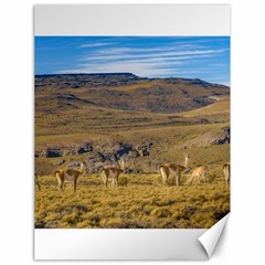 Group Of Vicunas At Patagonian Landscape, Argentina Canvas 18  X 24   by dflcprints