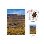 Group Of Vicunas At Patagonian Landscape, Argentina Playing Cards (Mini)  Back