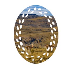 Group Of Vicunas At Patagonian Landscape, Argentina Oval Filigree Ornament (two Sides) by dflcprints