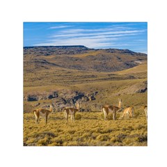 Group Of Vicunas At Patagonian Landscape, Argentina Small Satin Scarf (square)  by dflcprints