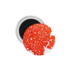 Red Spot Paint White 1 75  Magnets