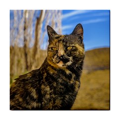 Adult Wild Cat Sitting And Watching Tile Coasters by dflcprints