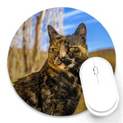 Adult Wild Cat Sitting And Watching Round Mousepads by dflcprints