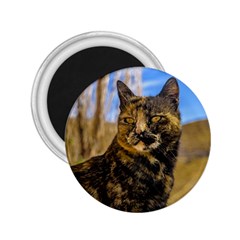 Adult Wild Cat Sitting And Watching 2 25  Magnets by dflcprints