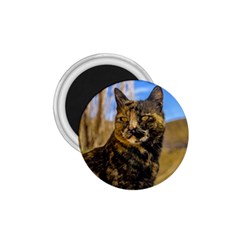 Adult Wild Cat Sitting And Watching 1 75  Magnets by dflcprints