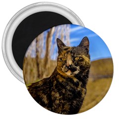 Adult Wild Cat Sitting And Watching 3  Magnets by dflcprints