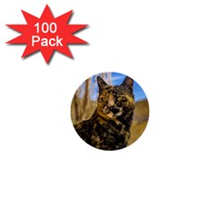 Adult Wild Cat Sitting And Watching 1  Mini Buttons (100 Pack)  by dflcprints