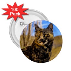 Adult Wild Cat Sitting And Watching 2 25  Buttons (100 Pack)  by dflcprints