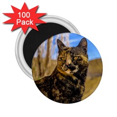 Adult Wild Cat Sitting And Watching 2 25  Magnets (100 Pack)  by dflcprints