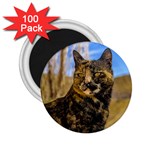 Adult Wild Cat Sitting and Watching 2.25  Magnets (100 pack)  Front