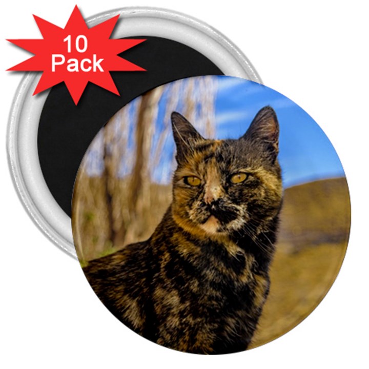 Adult Wild Cat Sitting and Watching 3  Magnets (10 pack) 