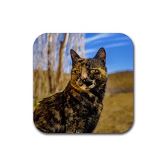 Adult Wild Cat Sitting And Watching Rubber Coaster (square)  by dflcprints