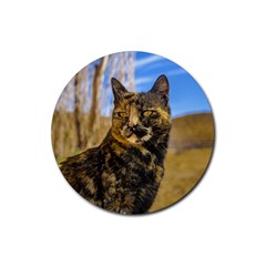 Adult Wild Cat Sitting And Watching Rubber Coaster (round)  by dflcprints