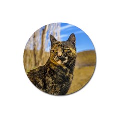 Adult Wild Cat Sitting And Watching Magnet 3  (round) by dflcprints