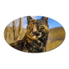 Adult Wild Cat Sitting And Watching Oval Magnet by dflcprints