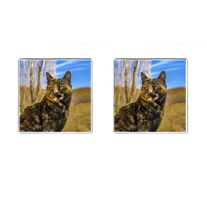 Adult Wild Cat Sitting and Watching Cufflinks (Square)