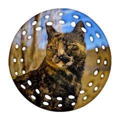 Adult Wild Cat Sitting And Watching Round Filigree Ornament (two Sides) by dflcprints